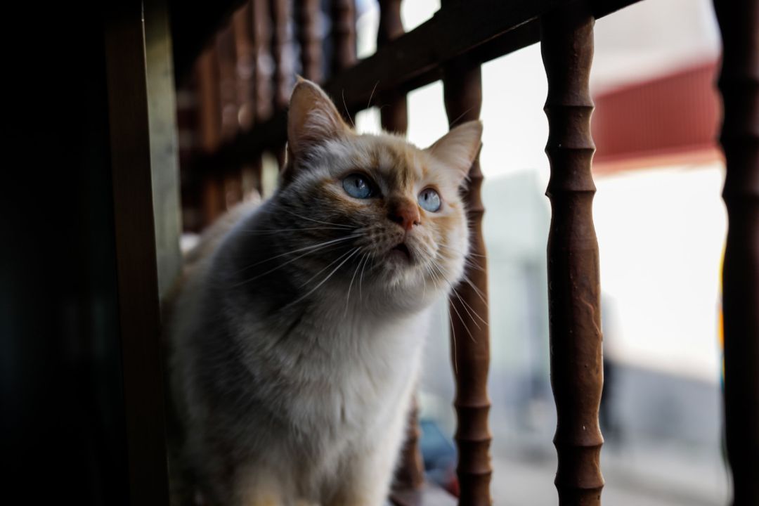 Una gata doméstica observa por la ventana de un domicilio en plena pandemia del coronavirus Una gata doméstica observa por la ventana de un domicilio en plena pandemia del coronavirus