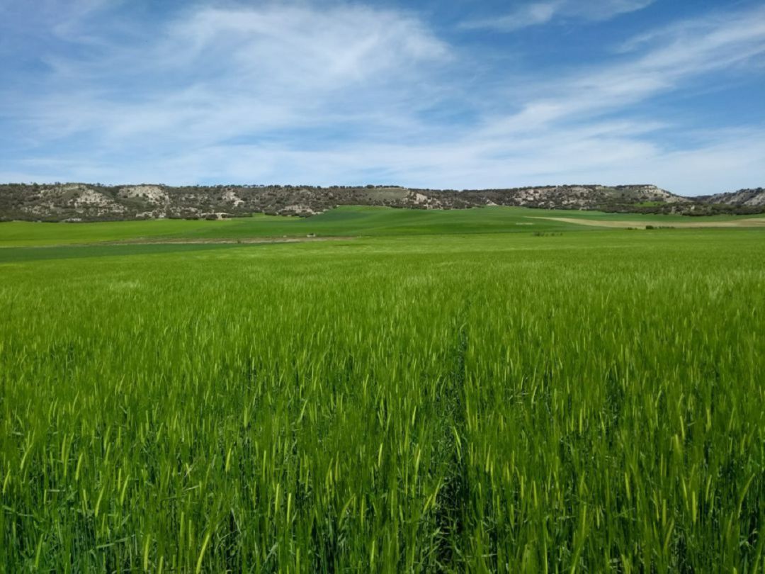 El campo está en buenas condiciones El campo está en buenas condiciones