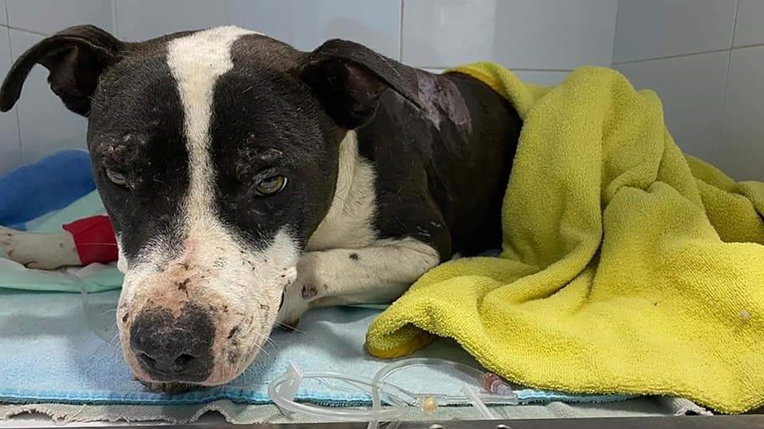 El abandono de animales de compañía se dispara en la ciudad de Baza durante el confinamiento
