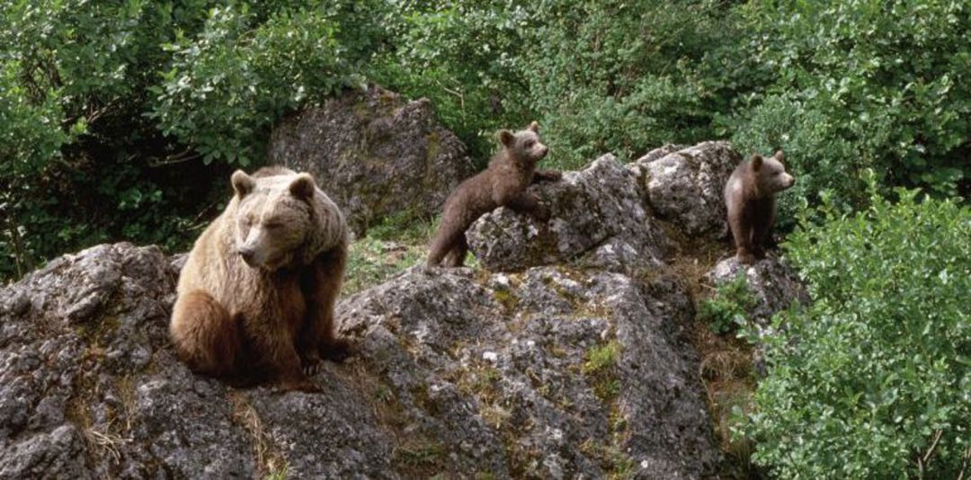 Las hembras y sus crías aprovechan la tranquilidad de esta primavera atípica Las hembras y sus crías aprovechan la tranquilidad de esta primavera atípica