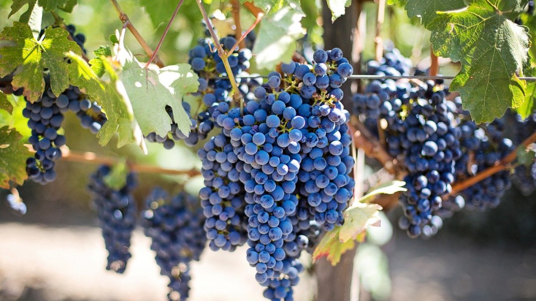 Itziar Gómez: "Nos preocupa el sector del vino"
