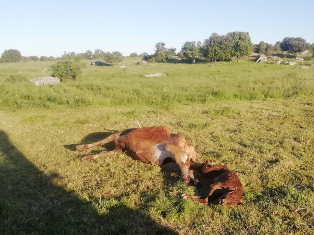 Ganado después de ser atacado por los buitres Ganado después de ser atacado por los buitres