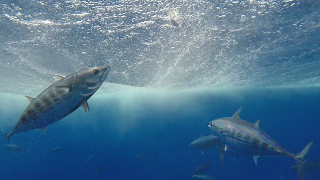 Imagen de un documental sobre la pesca producido por el Ayuntamiento de Tías Imagen de un documental sobre la pesca producido por el Ayuntamiento de Tías