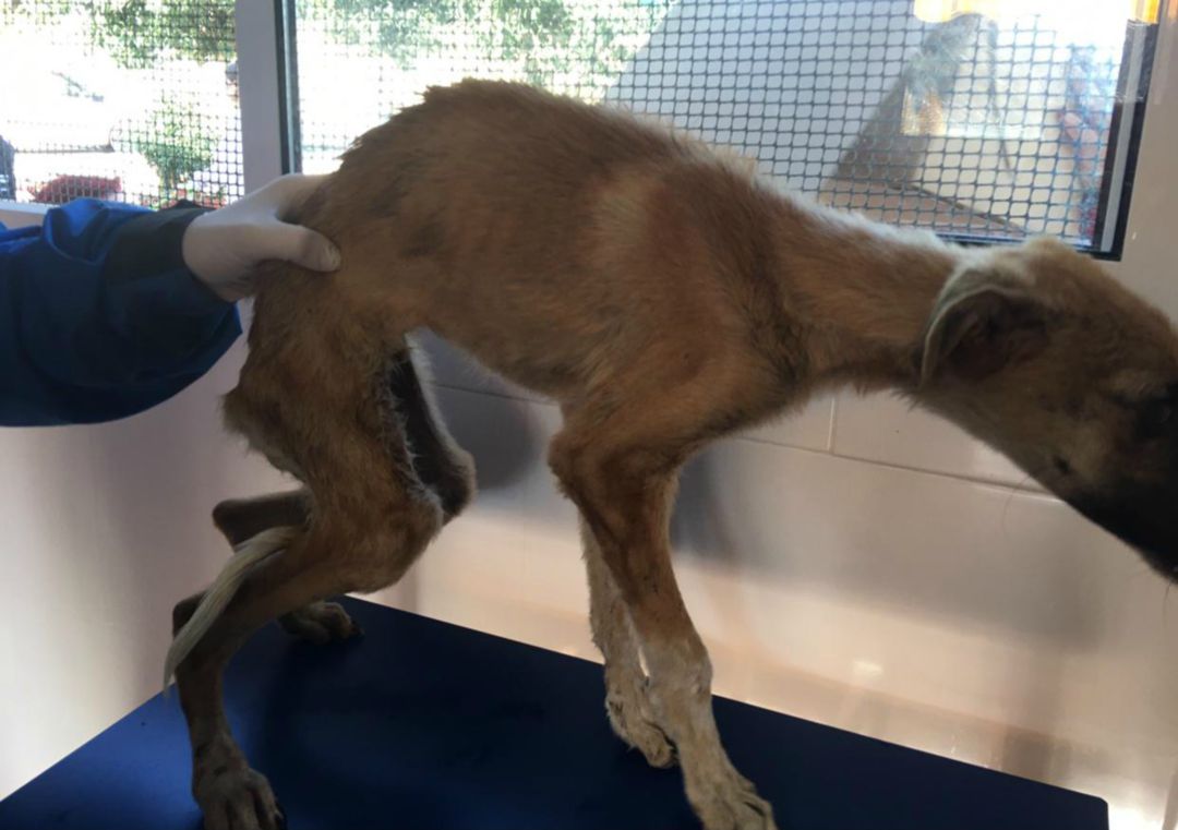 Perro rescatado en Málaga
Perro rescatado en Málaga