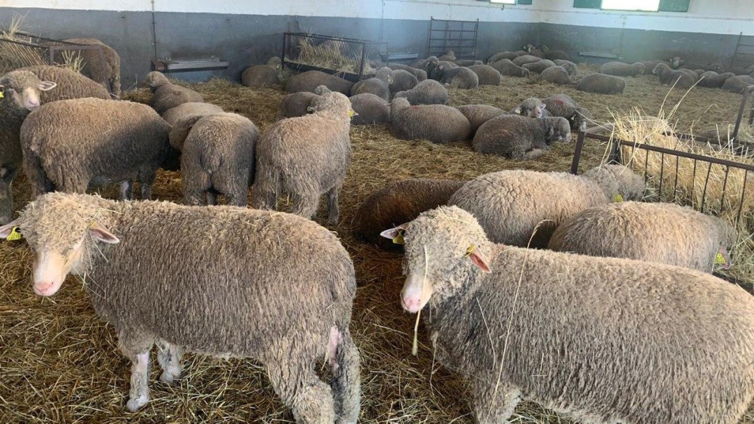 Adjudicados 180 ejemplares de Merino Precoz de la finca El Cuartillo