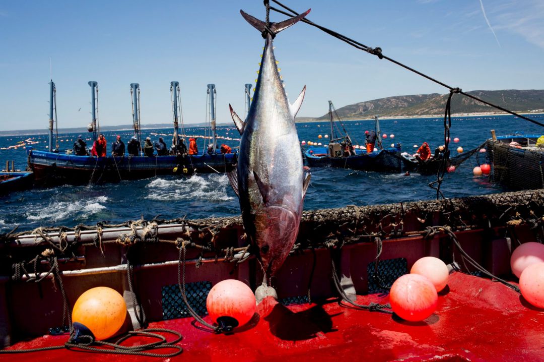Captura de atún rojo salvaje en la almadraba Captura de atún rojo salvaje en la almadraba