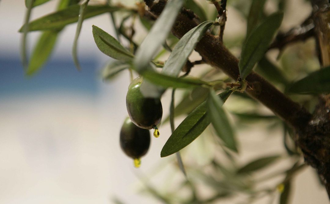 Aceitunas Aceitunas