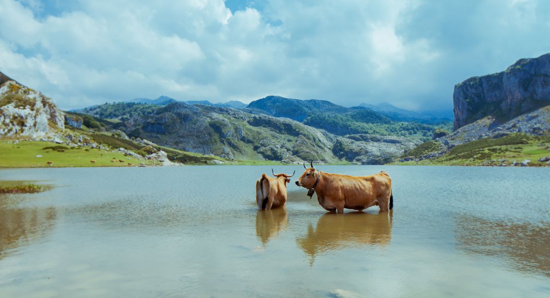 Dos vacas dentro de uno de los lagos situado en Covadonga. Dos vacas dentro de uno de los lagos situado en Covadonga.