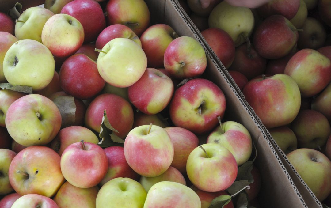 Cientos de manzanas guardadas en cajas. Cientos de manzanas guardadas en cajas.