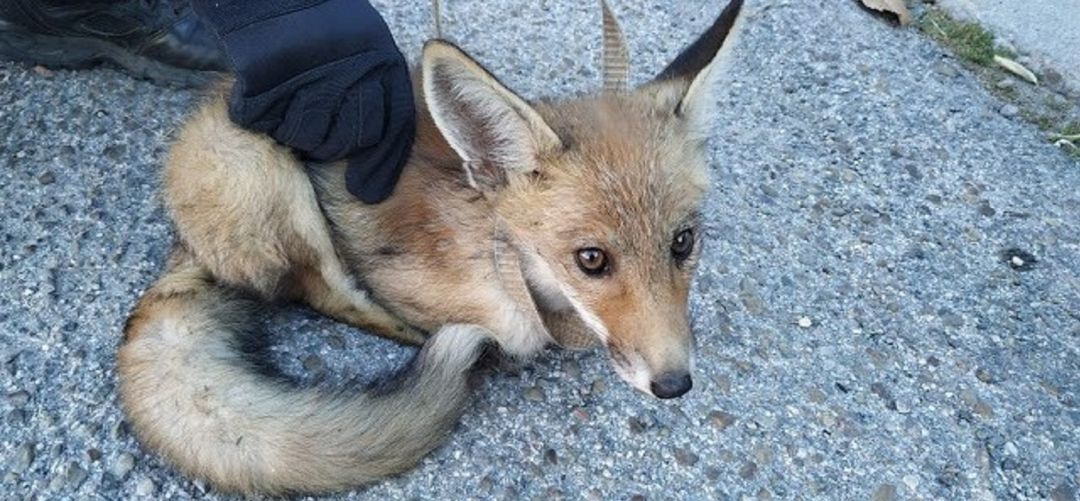El cachorro ha sido entregado a GREFA para su recuperación El cachorro ha sido entregado a GREFA para su recuperación