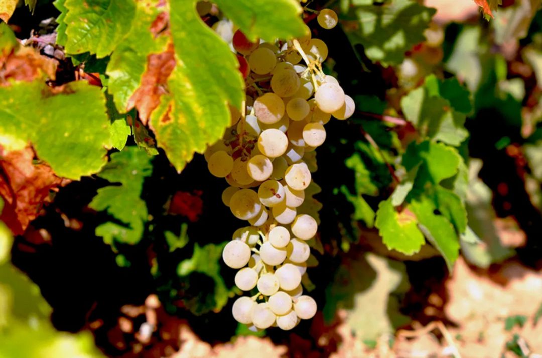 Viñedo Viñedo
