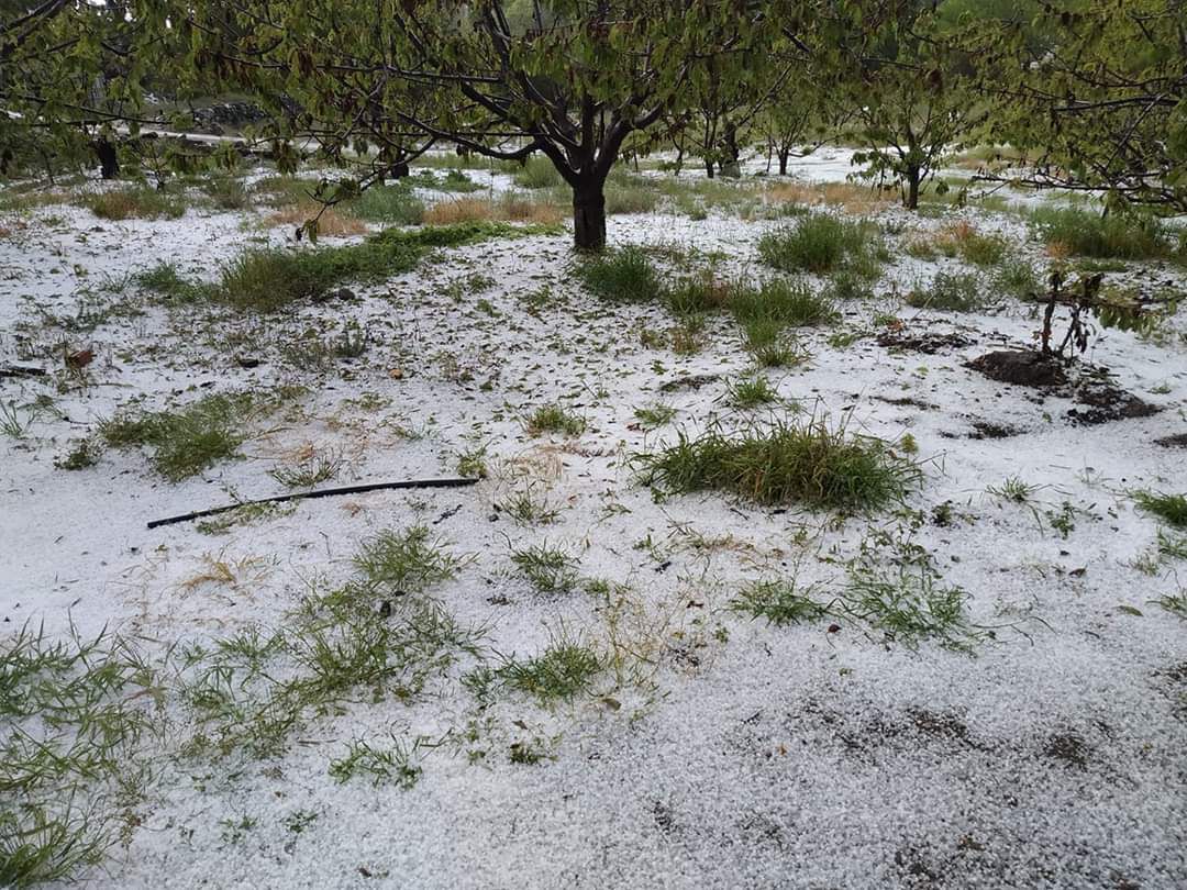 Una de las últimas granizadas localizada en Piornal que ha dañado las cerezas Una de las últimas granizadas localizada en Piornal que ha dañado las cerezas