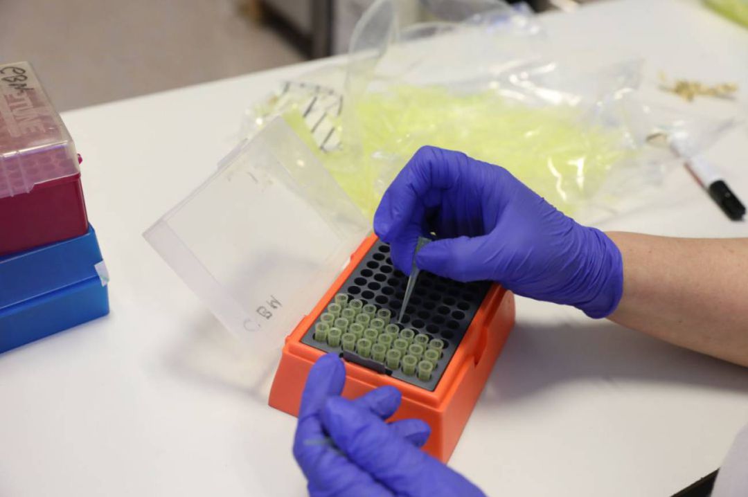 Una bióloga analiza muestras en un laboratorio Una bióloga analiza muestras en un laboratorio