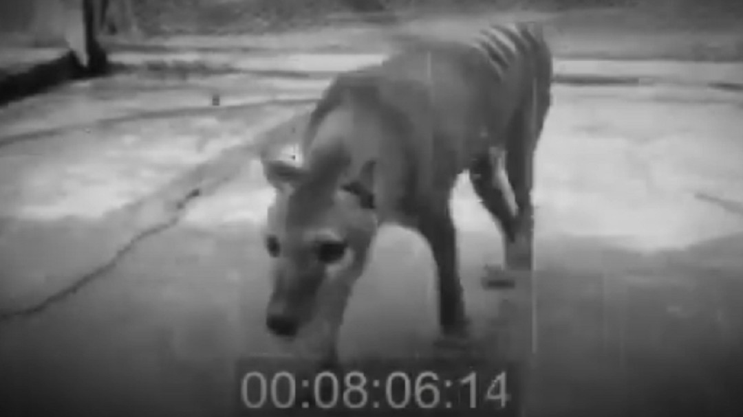 Sale a la luz un nuevo vídeo de Benjamin, el último tigre de Tasmania