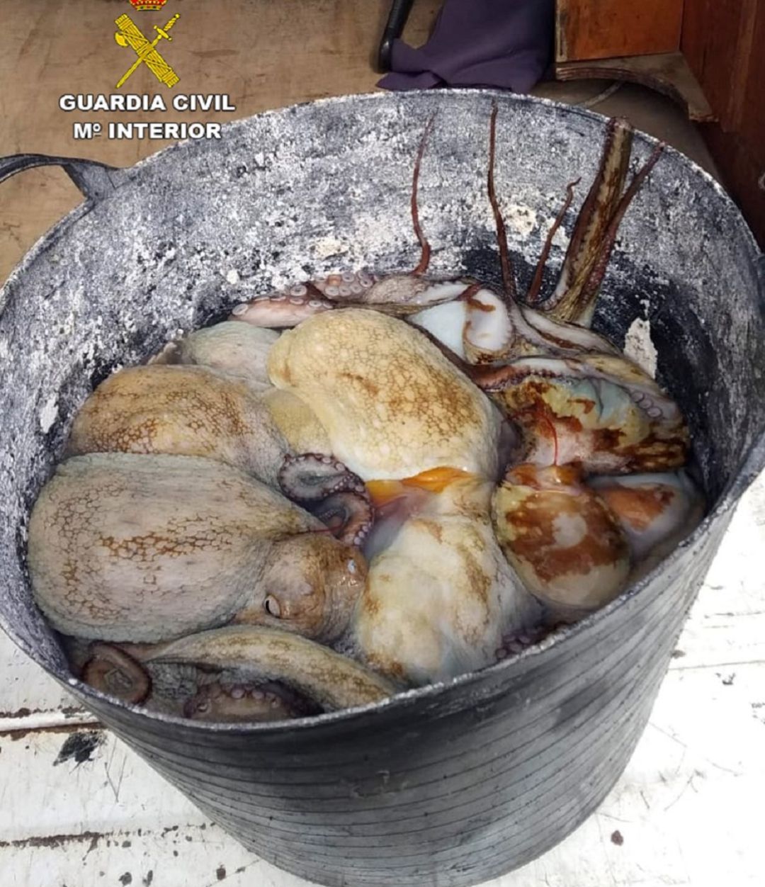 Pulpo incautado en El Gorguel Pulpo incautado en El Gorguel