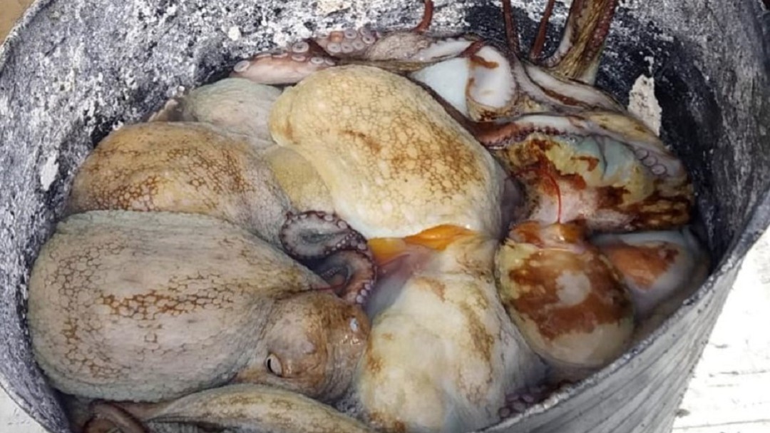 Sorprendido un pescador furtivo con más de 20 kilos de pulpo en época de veda