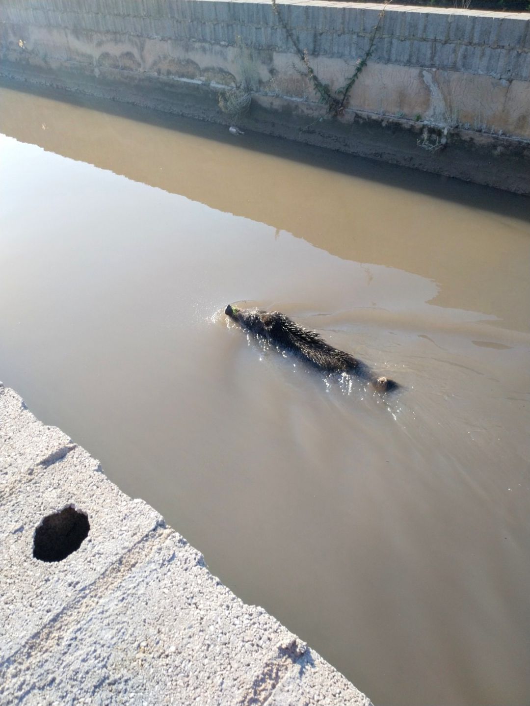 Jabalí atrapado en un canal de agua en Tavernes de la Valldigna Jabalí atrapado en un canal de agua en Tavernes de la Valldigna