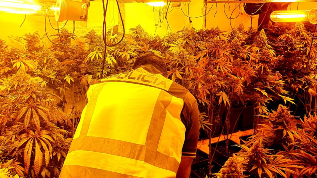 300 plantas de marihuana en el interior de una vivienda