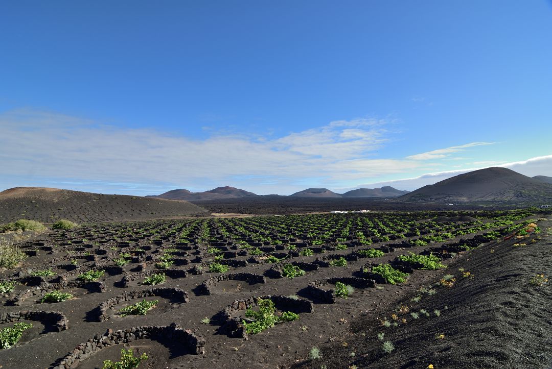En el paisaje de La Geria se producen algunos de los mejores caldos de Canarias En el paisaje de La Geria se producen algunos de los mejores caldos de Canarias