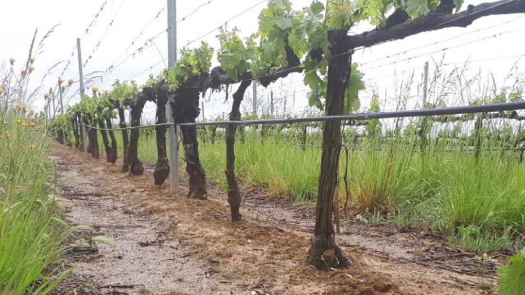Ribera del Duero estudia ajustar su producción a los efectos de la pandemia