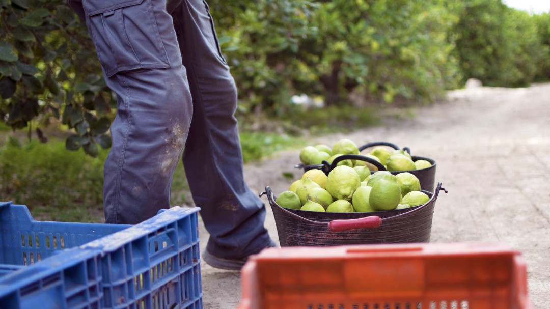 Las exportaciones de frutas y hortalizas de Murcia han crecido hasta marzo el doble que el resto de España