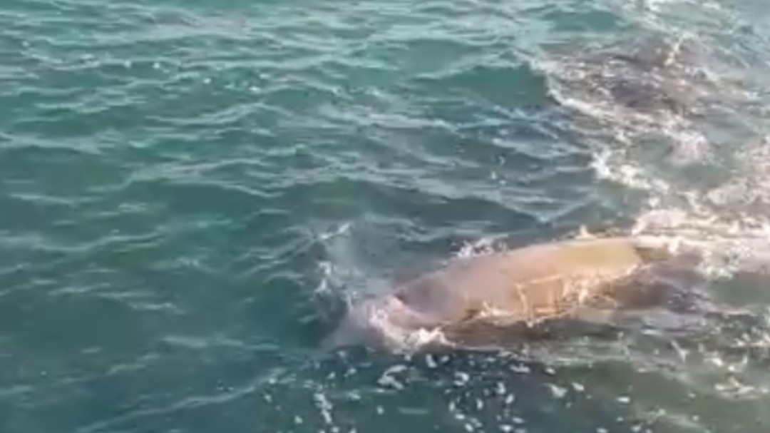 Avistan un ballenato de aguas profundas en la costa de Vinaròs