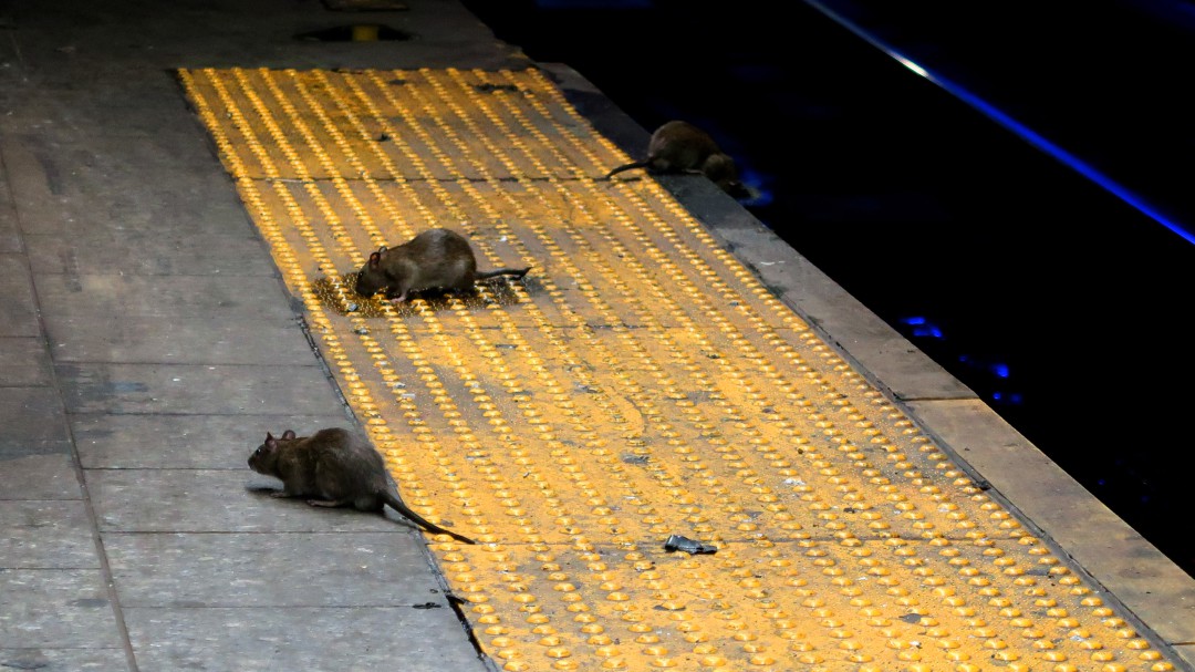 Las ratas practican el canibalismo debido a la cuarentena