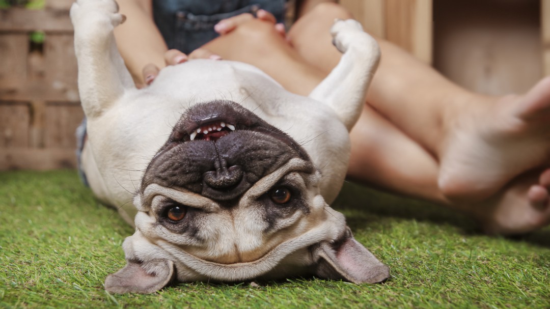 El perro, el mejor amigo del hombre en la salud y en la enfermedad
