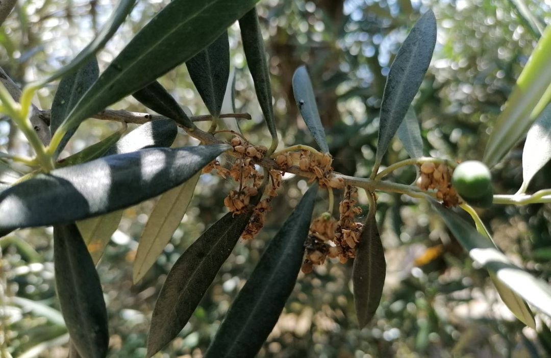 Este insecto puede ocasionar un auténtico desastre para la futura campaña de olivar 2020-2021 Este insecto puede ocasionar un auténtico desastre para la futura campaña de olivar 2020-2021