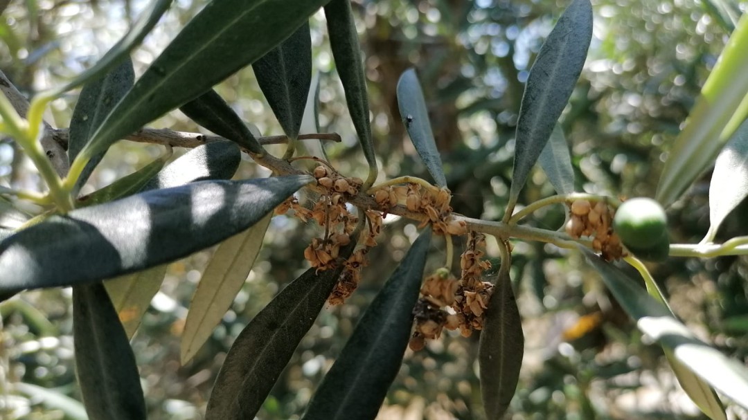 Una plaga de insectos hace peligrar la cosecha de aceite