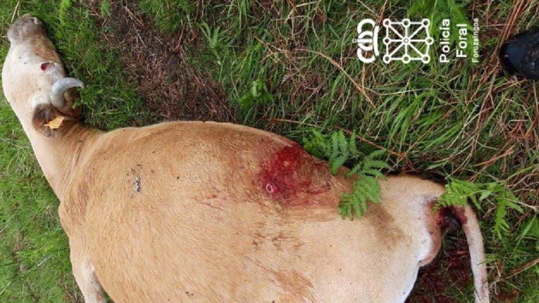 Mata a una vaca en peligro de extinción
porque "le molestaba"