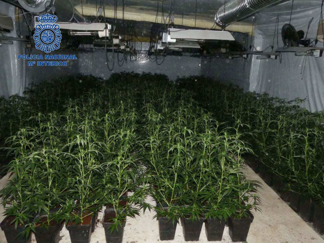 Cultivo de marihuana Cultivo de marihuana