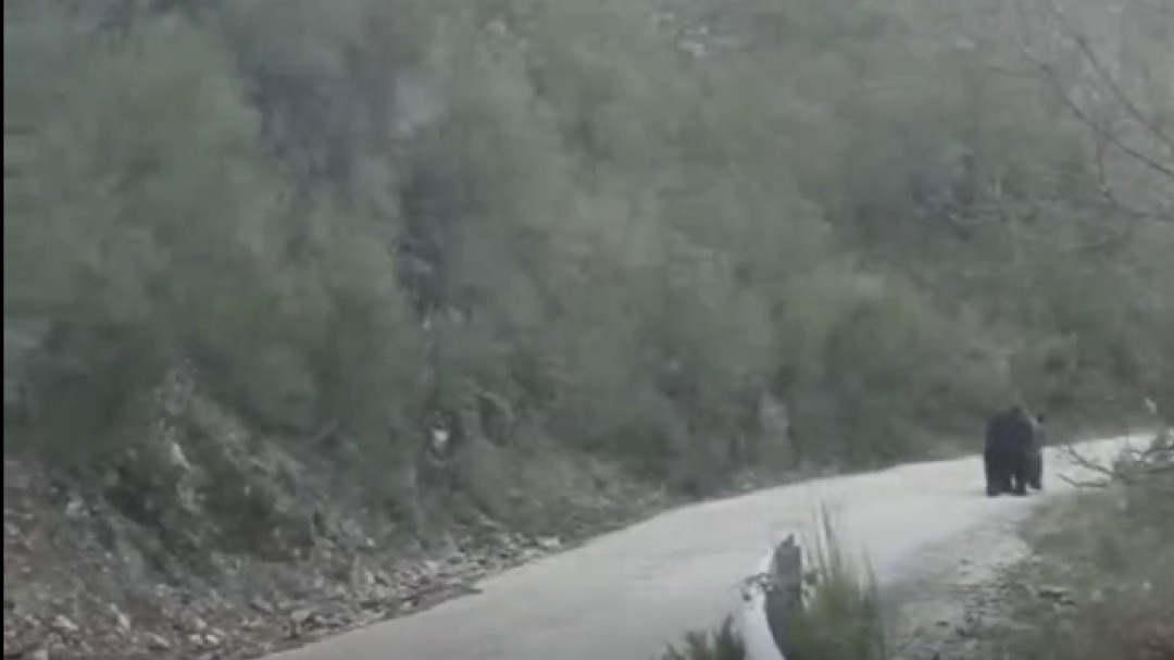 Confirmada la presencia de un oso en Balboa