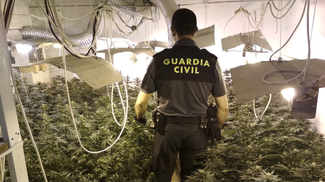 Incautan 243 plantas de marihuana en Mengíbar