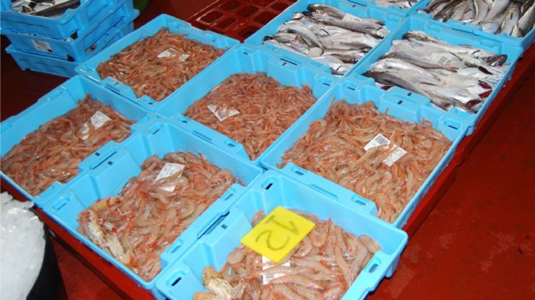 La Diputación promueve una campaña para promocionar los productos pesqueros de la Costa Tropical