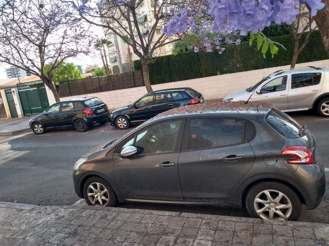 Aspecto que presenta una calle del barrio de Carolinas, poblada de jacarandas, debido a la falta de mantenimiento y limpieza. Aspecto que presenta una calle del barrio de Carolinas, poblada de jacarandas, debido a la falta de mantenimiento y limpieza.