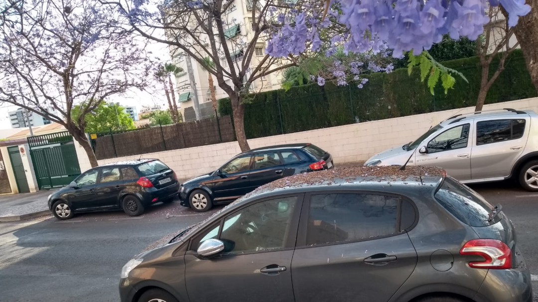 Jacarandas y plataneras, el quebradero de cabeza para los viandantes en Alicante