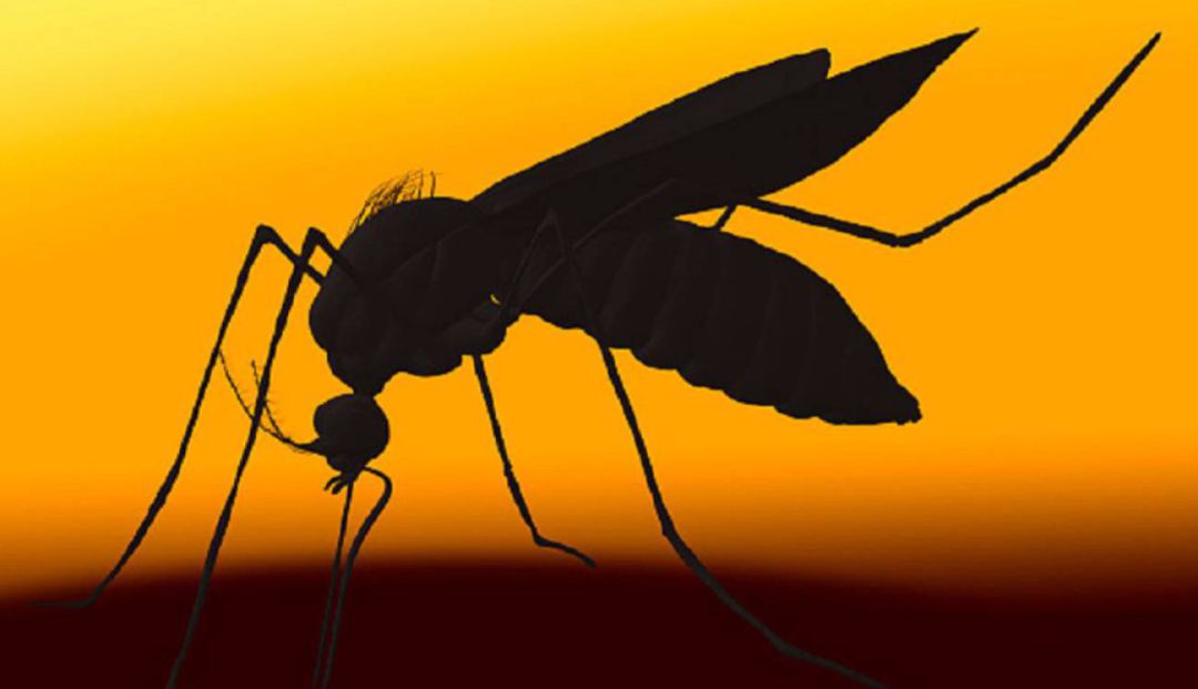 Un ejemplar de mosquito Un ejemplar de mosquito