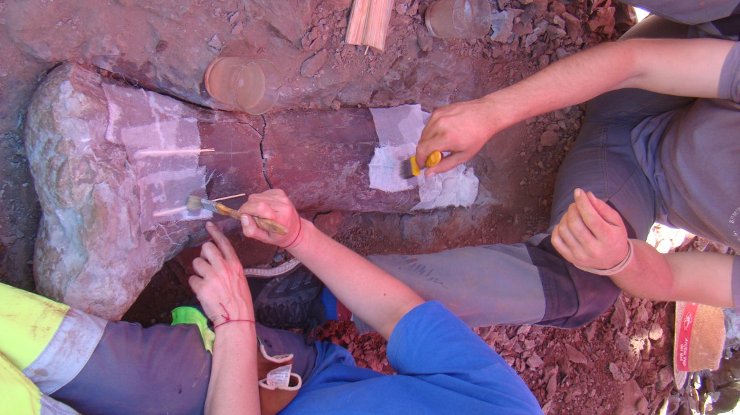 Hallan restos de dinosaurios en Morella de hace 125 millones de años