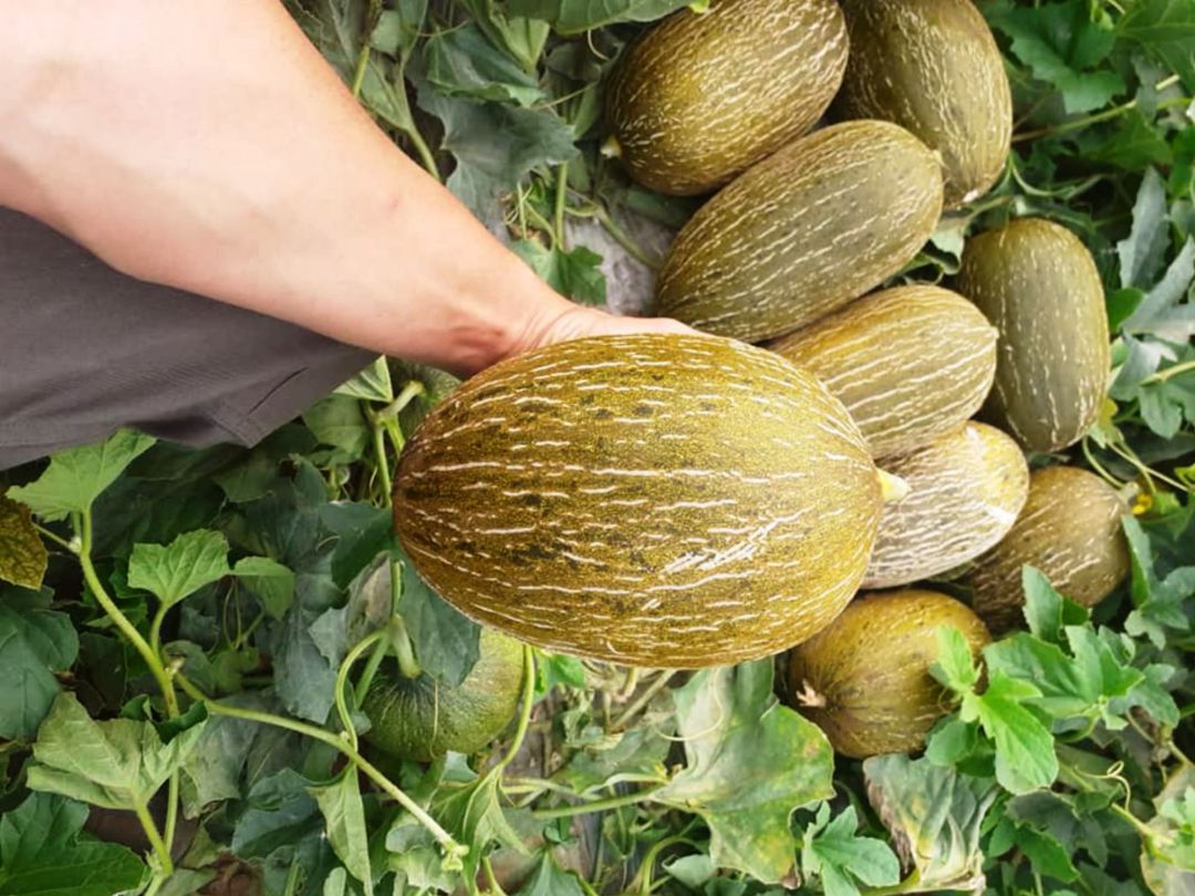 Melones en un invernadero dedicado hasta hace un par de meses a la flor cortada Melones en un invernadero dedicado hasta hace un par de meses a la flor cortada
