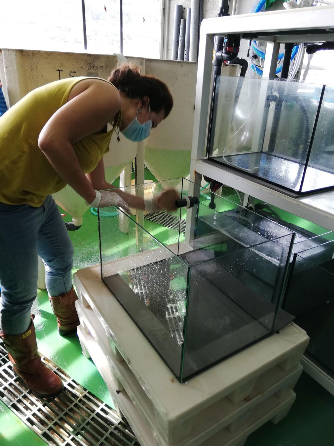 Mallorca inicia un proyecto líder de recuperación de huevos de tiburones y rayas procedentes de la pesca accidental.
Mallorca inicia un proyecto líder de recuperación de huevos de tiburones y rayas procedentes de la pesca accidental.