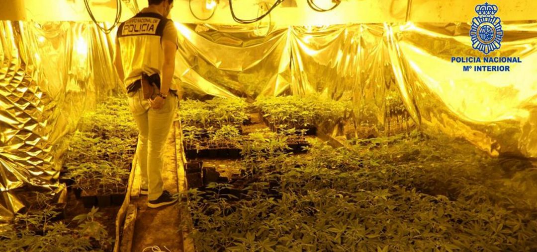 Imagen de una de las naves dedicada al cultivo intesivo Imagen de una de las naves dedicada al cultivo intesivo