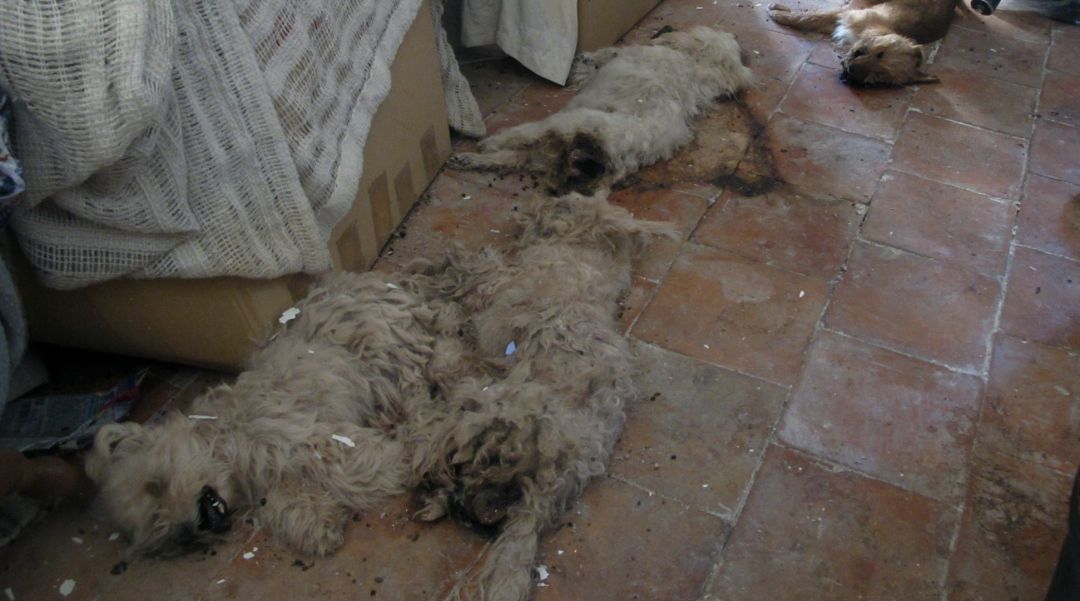 Imagen del estado de algunos animales en el interior de la vivienda Imagen del estado de algunos animales en el interior de la vivienda