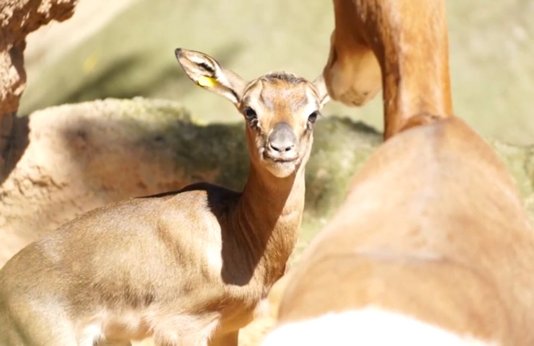Nace en BIOPARC Valencia la segunda cría de gacela Mhorr durante el estado de alarma Nace en BIOPARC Valencia la segunda cría de gacela Mhorr durante el estado de alarma