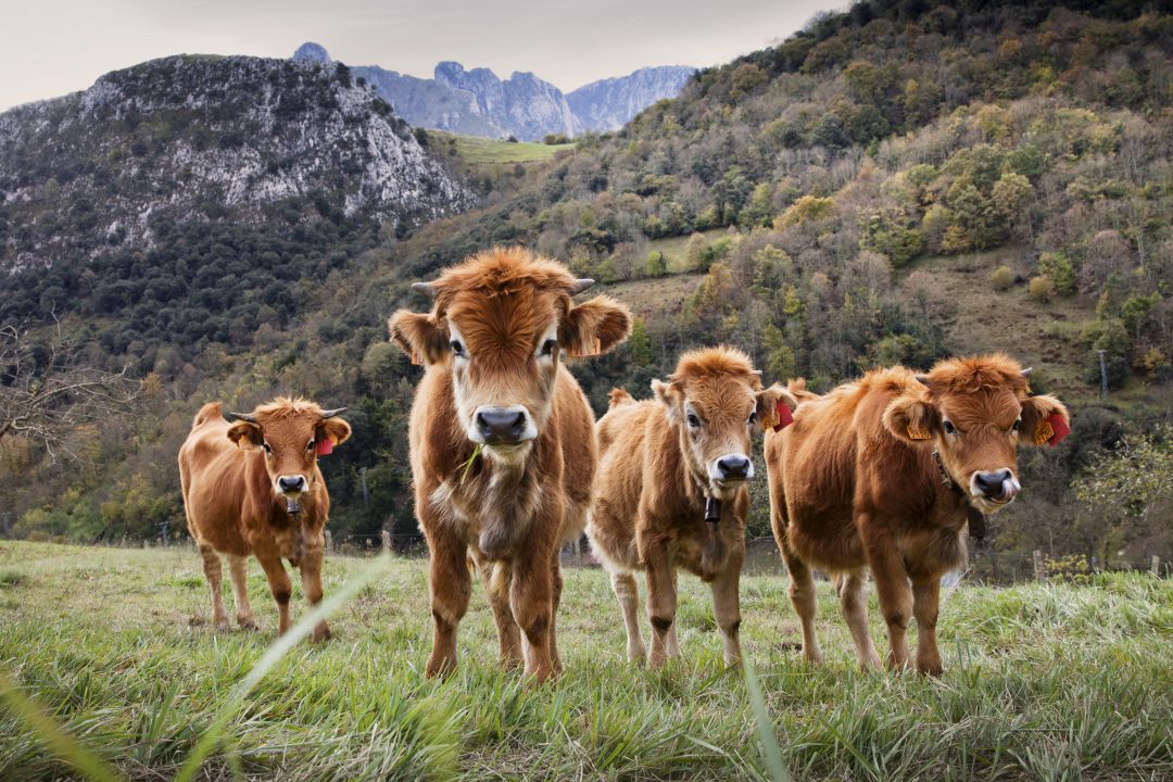 Terneros pastando en Picos de Europa. Terneros pastando en Picos de Europa.
