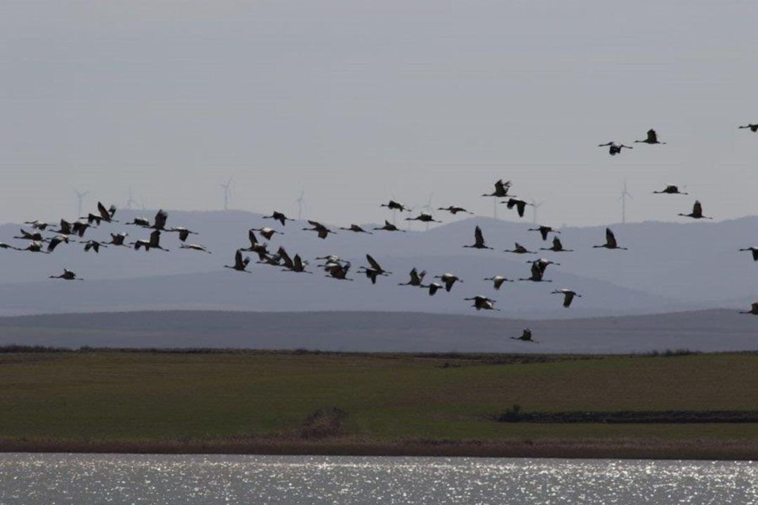 La Radio del Somormujo se ha convertido en un punto de encuentro de todas las personas que aman las aves, la ciencia y, en general, el turismo ornitológico: los birders
La Radio del Somormujo se ha convertido en un punto de encuentro de todas las personas que aman las aves, la ciencia y, en general, el turismo ornitológico: los birders