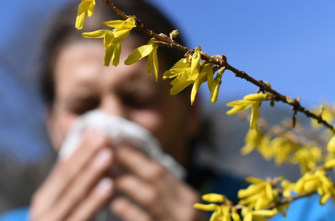La alergia ha llegado fuerte este año y, de contnuar las lluvias, se puede alargar su duración La alergia ha llegado fuerte este año y, de contnuar las lluvias, se puede alargar su duración
