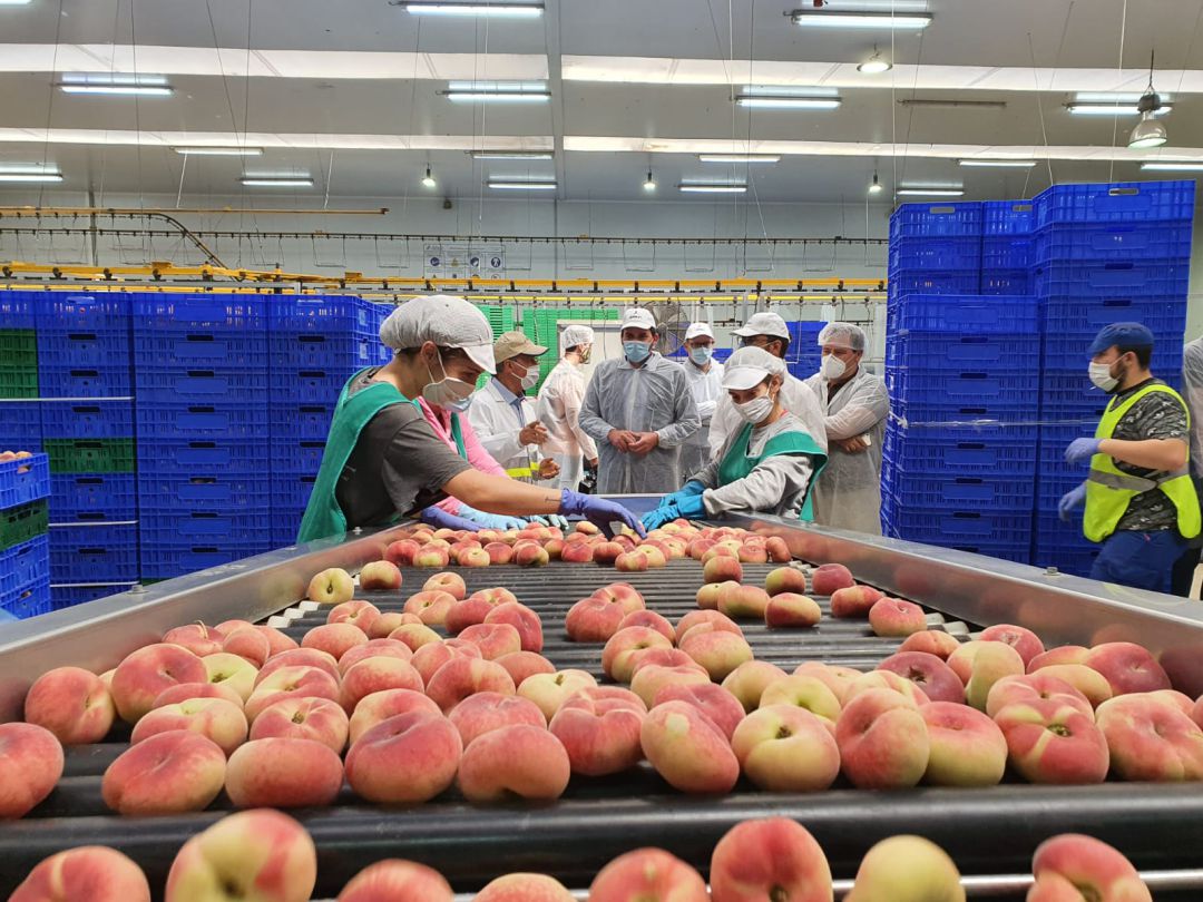El consejero de Agua, Agricultura, Ganadería, Pesca y Medio Ambiente, Antonio Luengo, y el alcalde de Lorca, Diego José Mateos, han visitado las instalaciones de la cooperativa Alimer El consejero de Agua, Agricultura, Ganadería, Pesca y Medio Ambiente, Antonio Luengo, y el alcalde de Lorca, Diego José Mateos, han visitado las instalaciones de la cooperativa Alimer