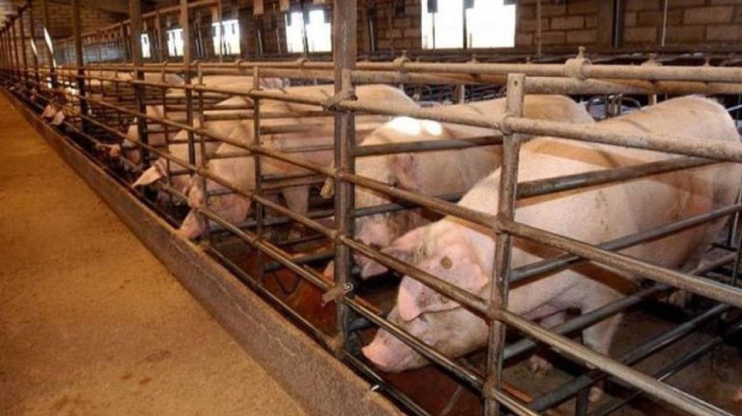 Cuestionan una macrogranja porcina en Meneses de Campos (Palencia) Cuestionan una macrogranja porcina en Meneses de Campos (Palencia)