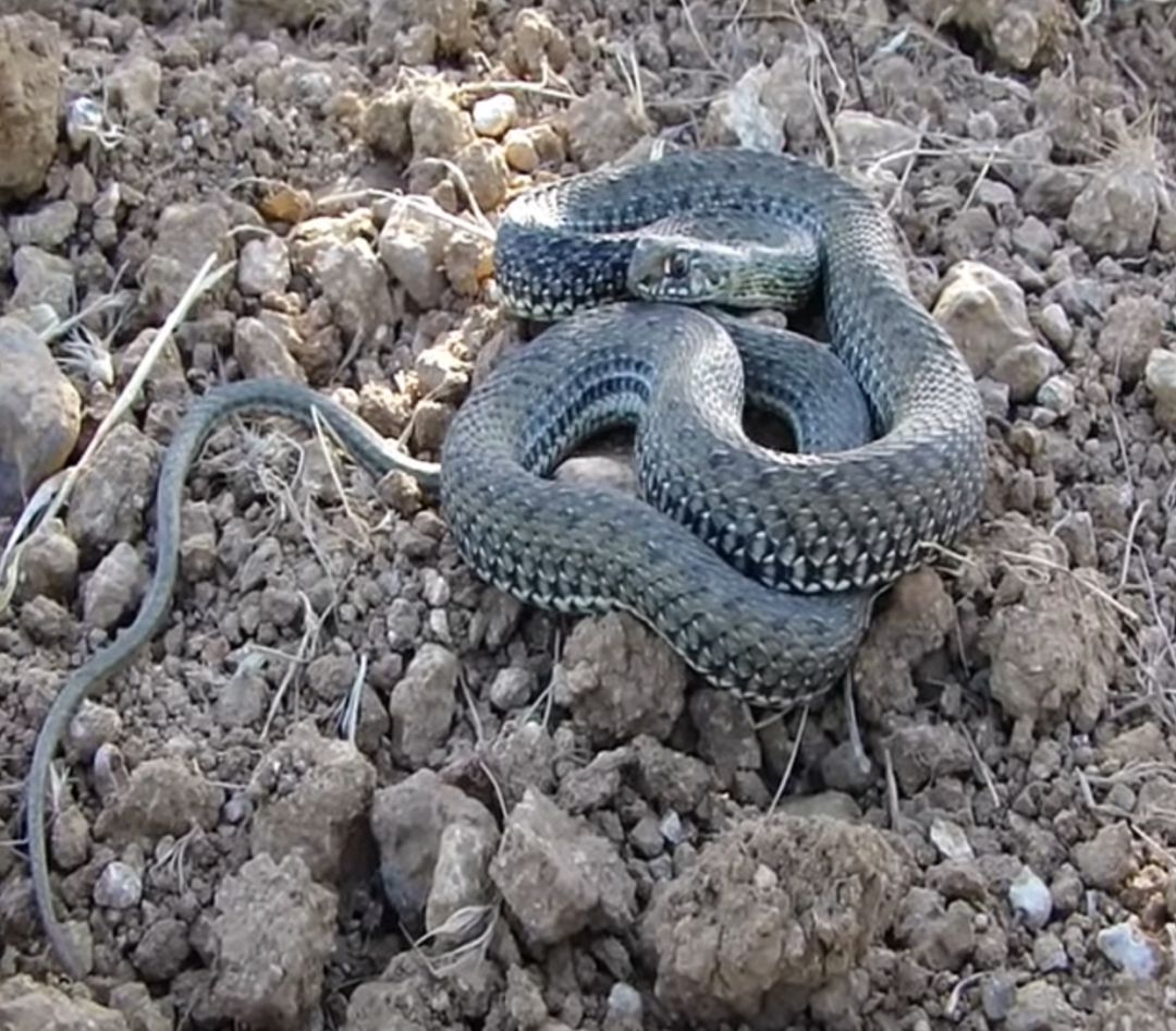 El reptil fue liberado en el campo por parte de la Policía Local El reptil fue liberado en el campo por parte de la Policía Local